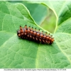 zer polyxena larva don6